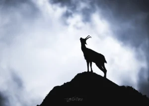 Chamois des Alpes