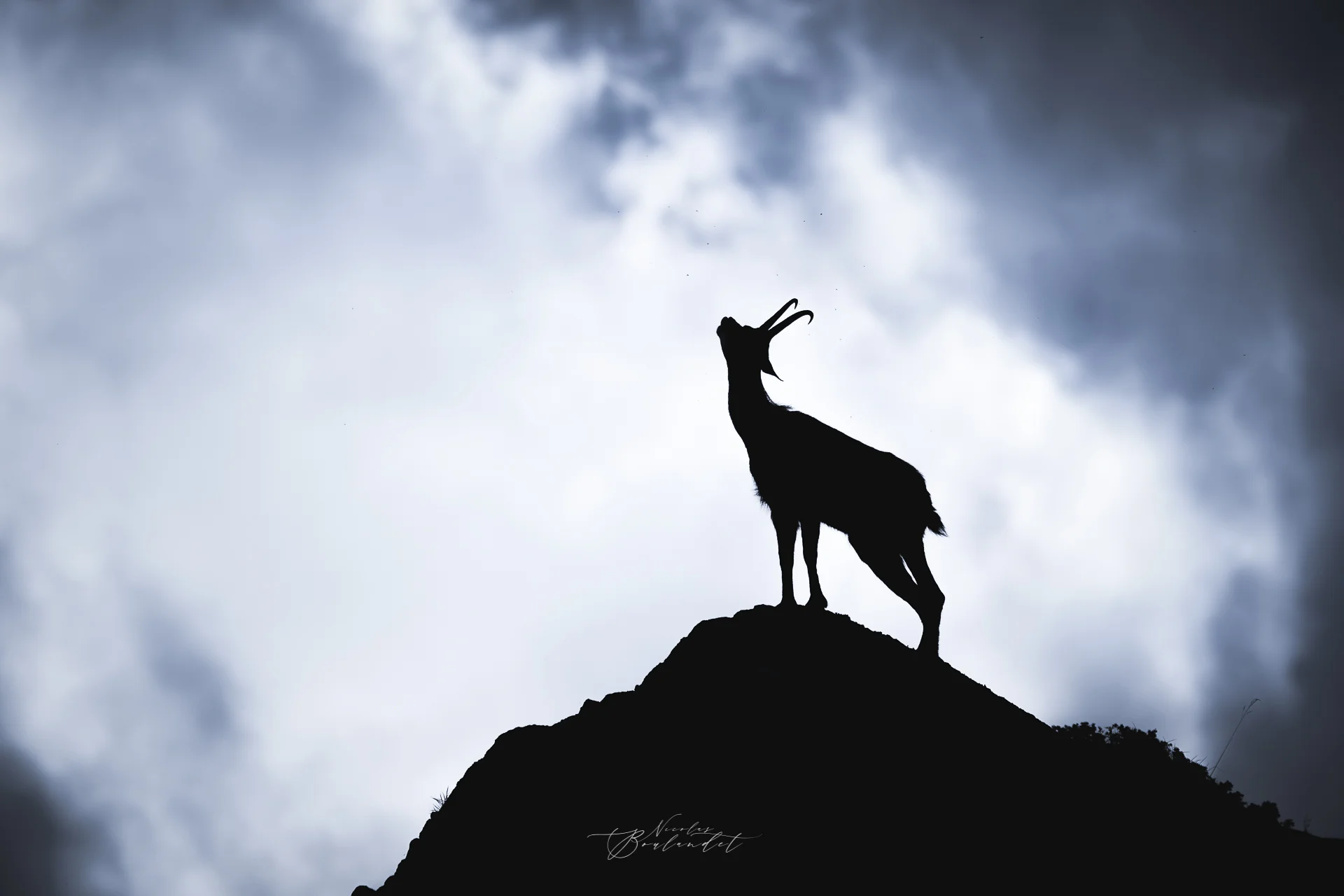 Chamois des Alpes