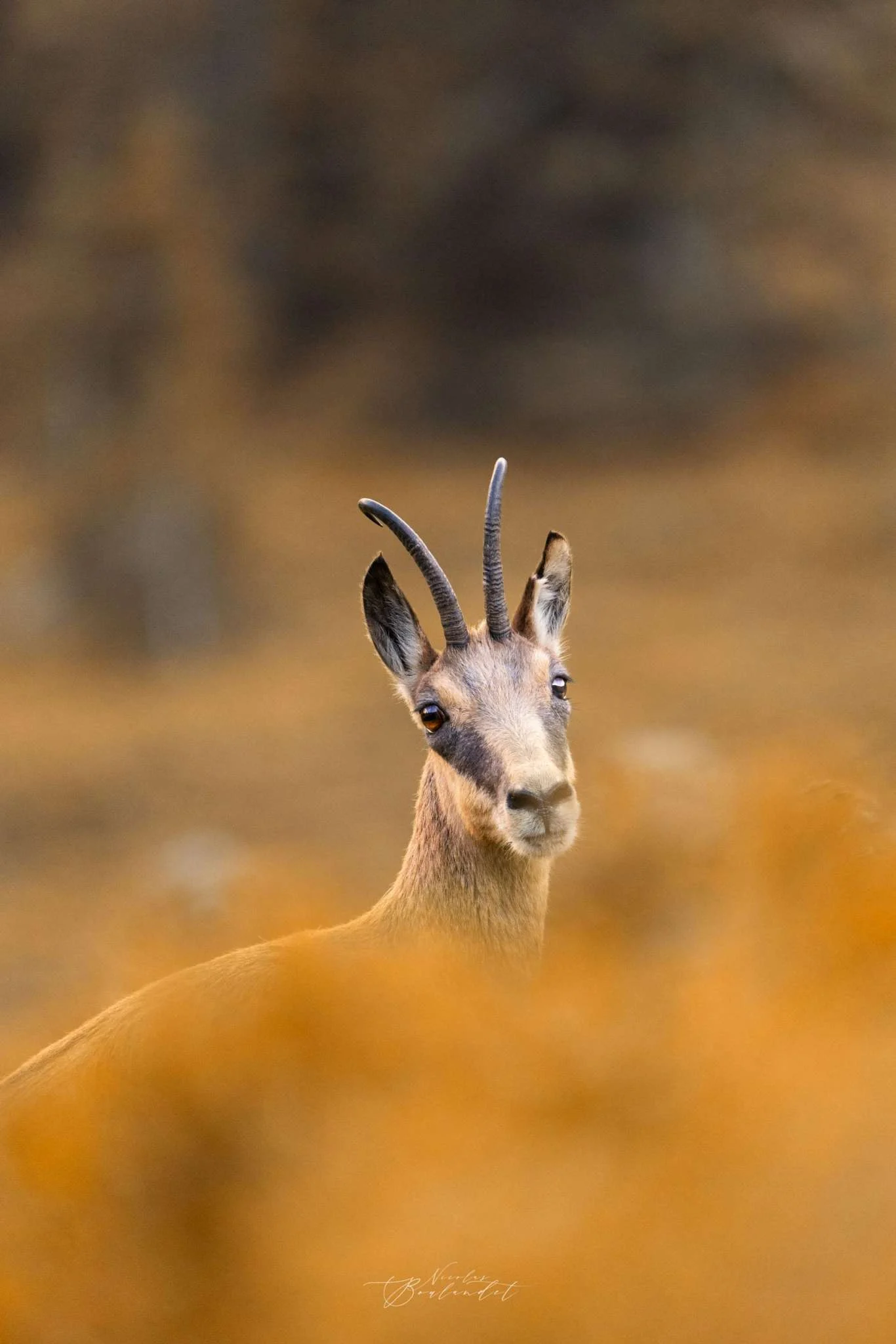 Chamois des Alpes