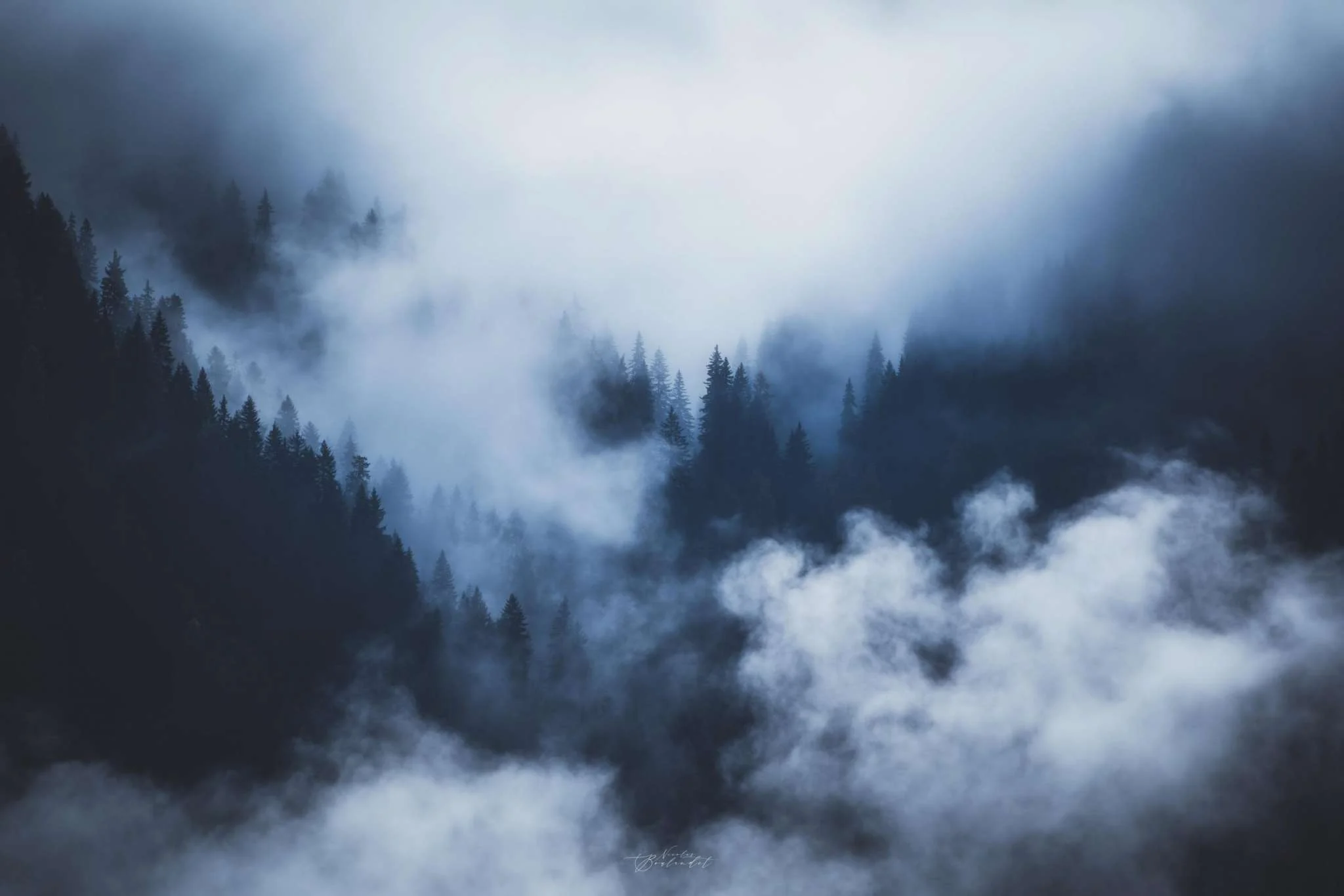 forêt dans la brume