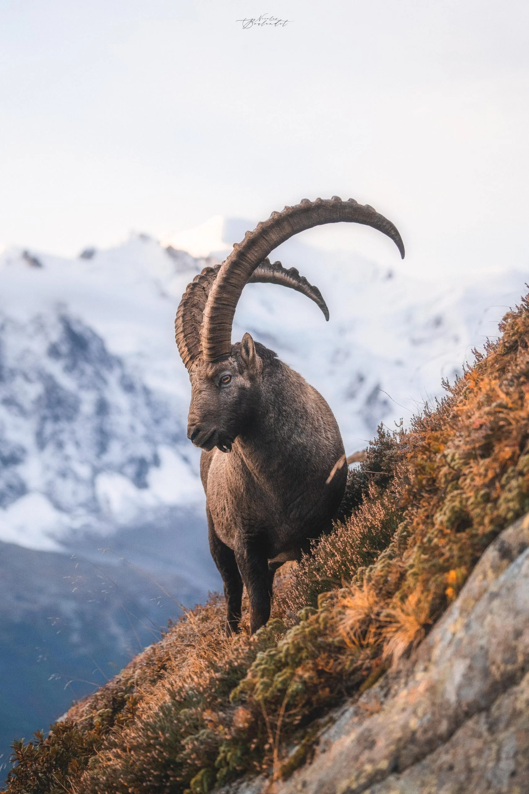 Bouquetin des Alpes