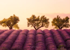 Lavande de Provence au coucher du soleil sur le plateau de Valensole.