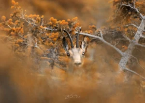 Photo de chamois en automne dans les buissons