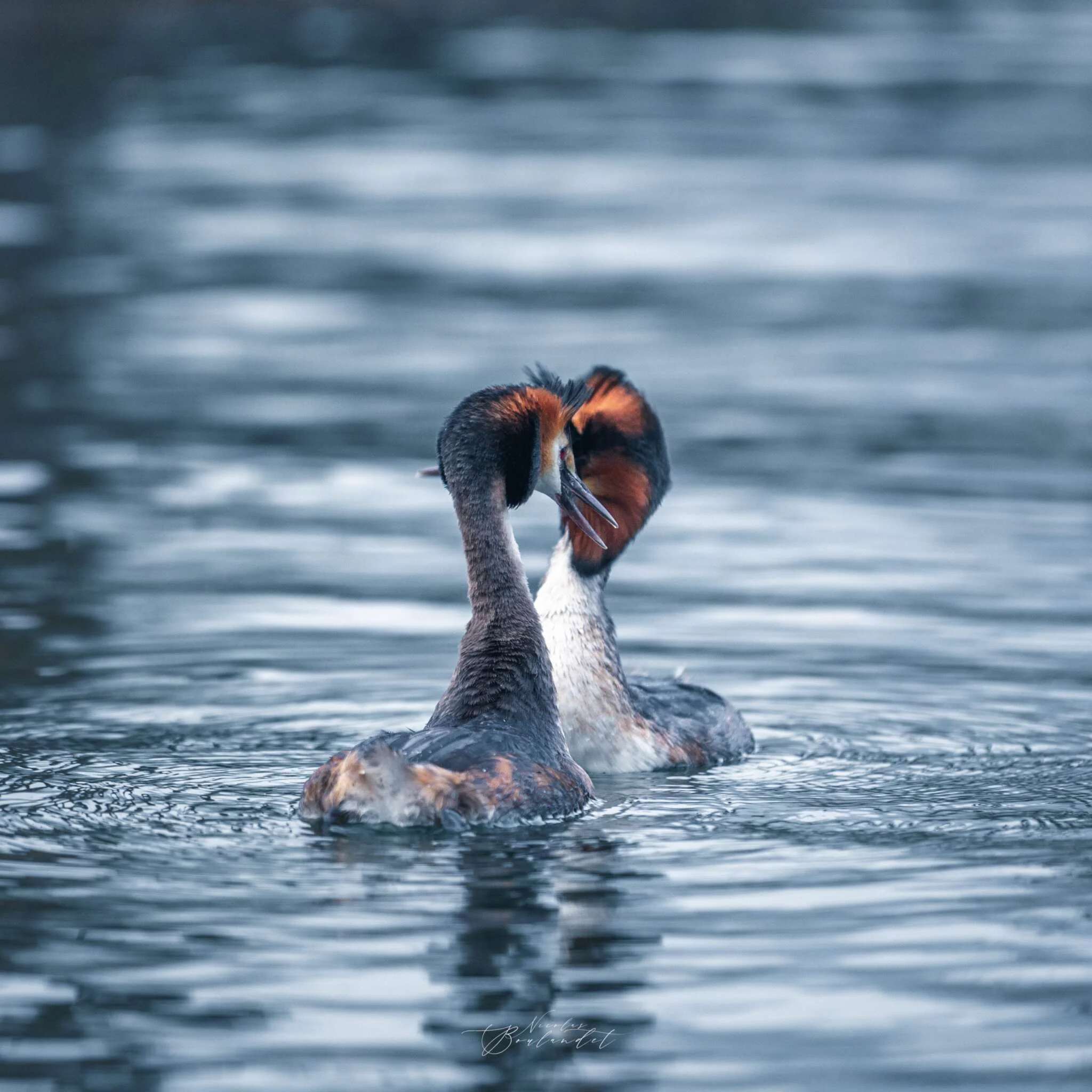 grèbe huppé au lac du Bourget