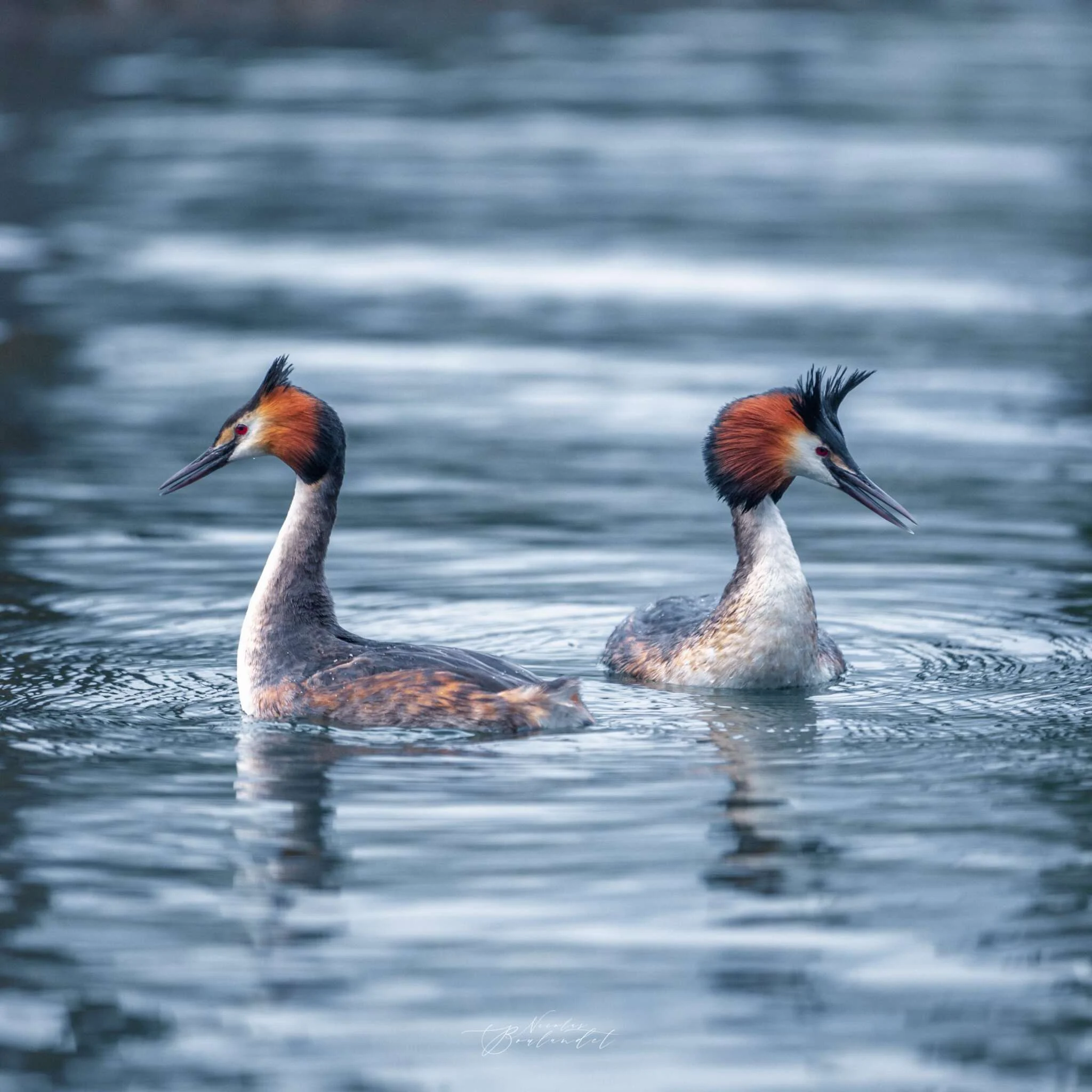 oiseau grèbe huppé au lac du Bourget
