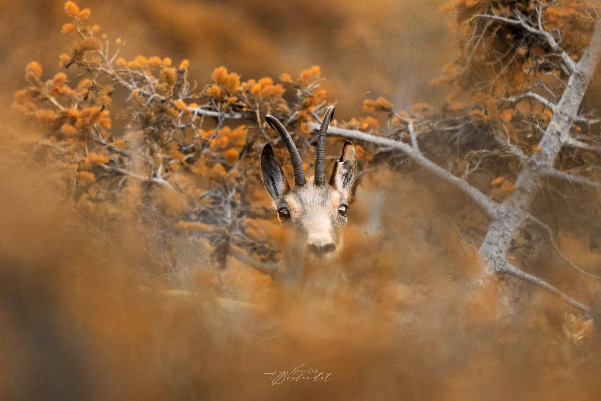Photo de chamois en automne dans les buissons