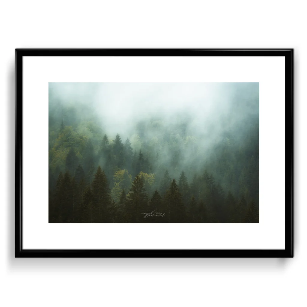 Foret dans la brume