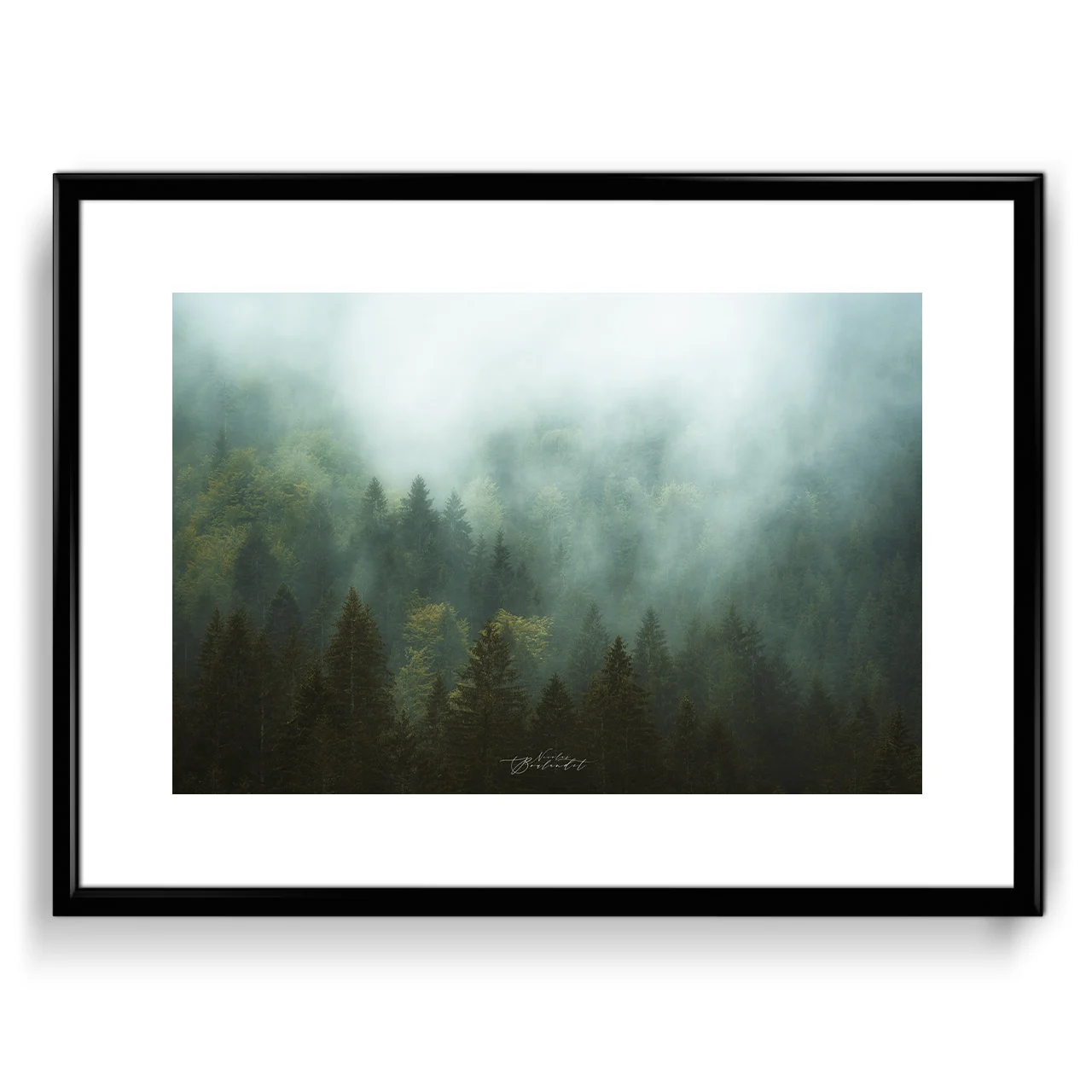 Foret dans la brume