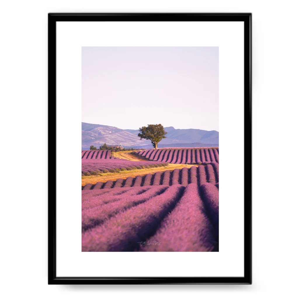 photo de champs de lavande valensole provence