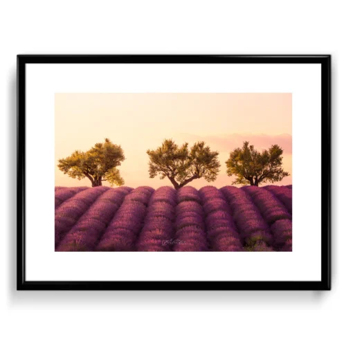 photo champs de valande