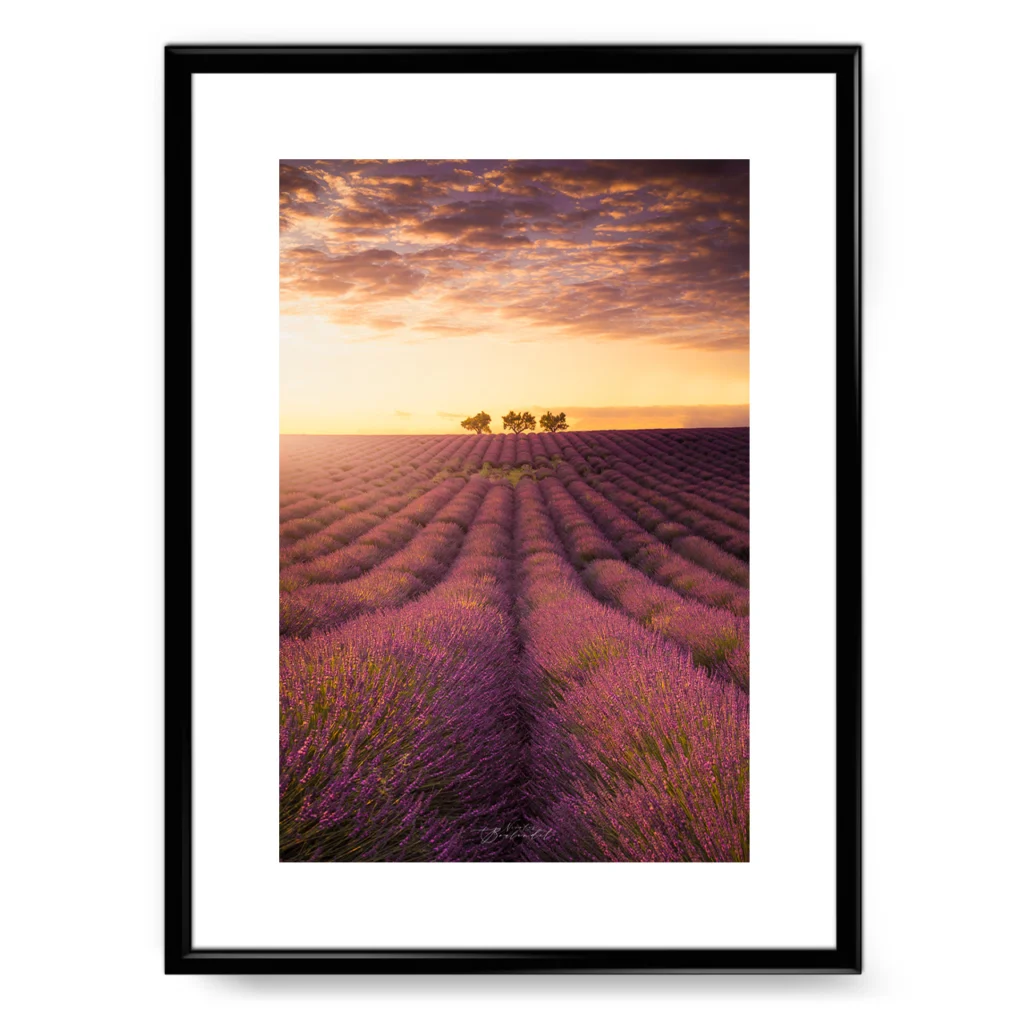 Champs de lavande Provence coucher de soleil