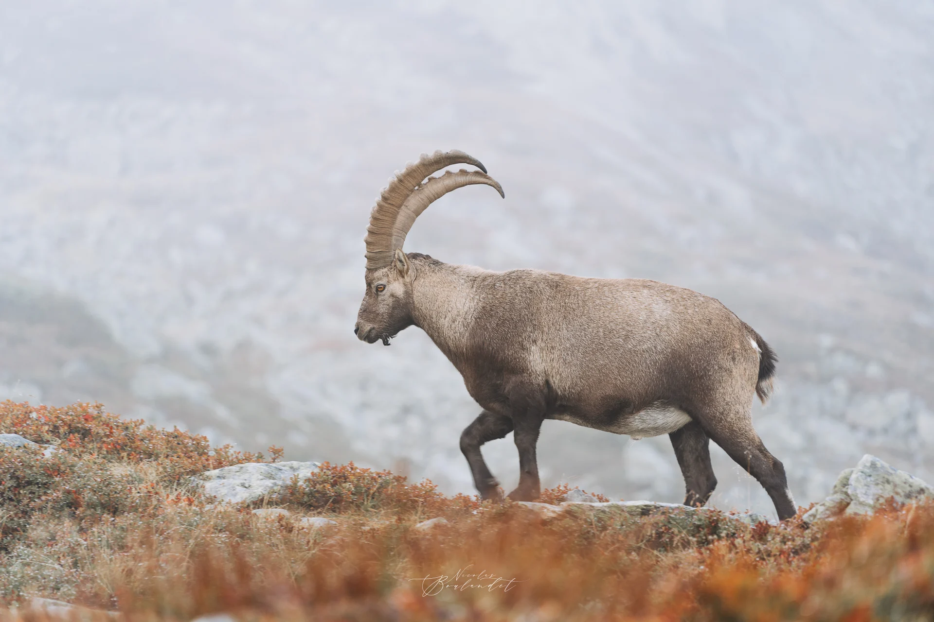 Bouquetin des Alpes
