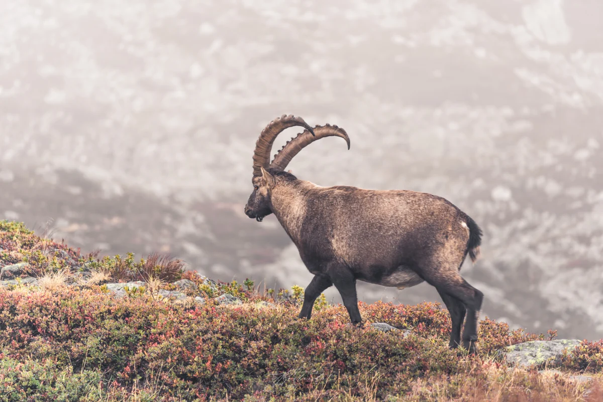 Photo bouquetin chamonix