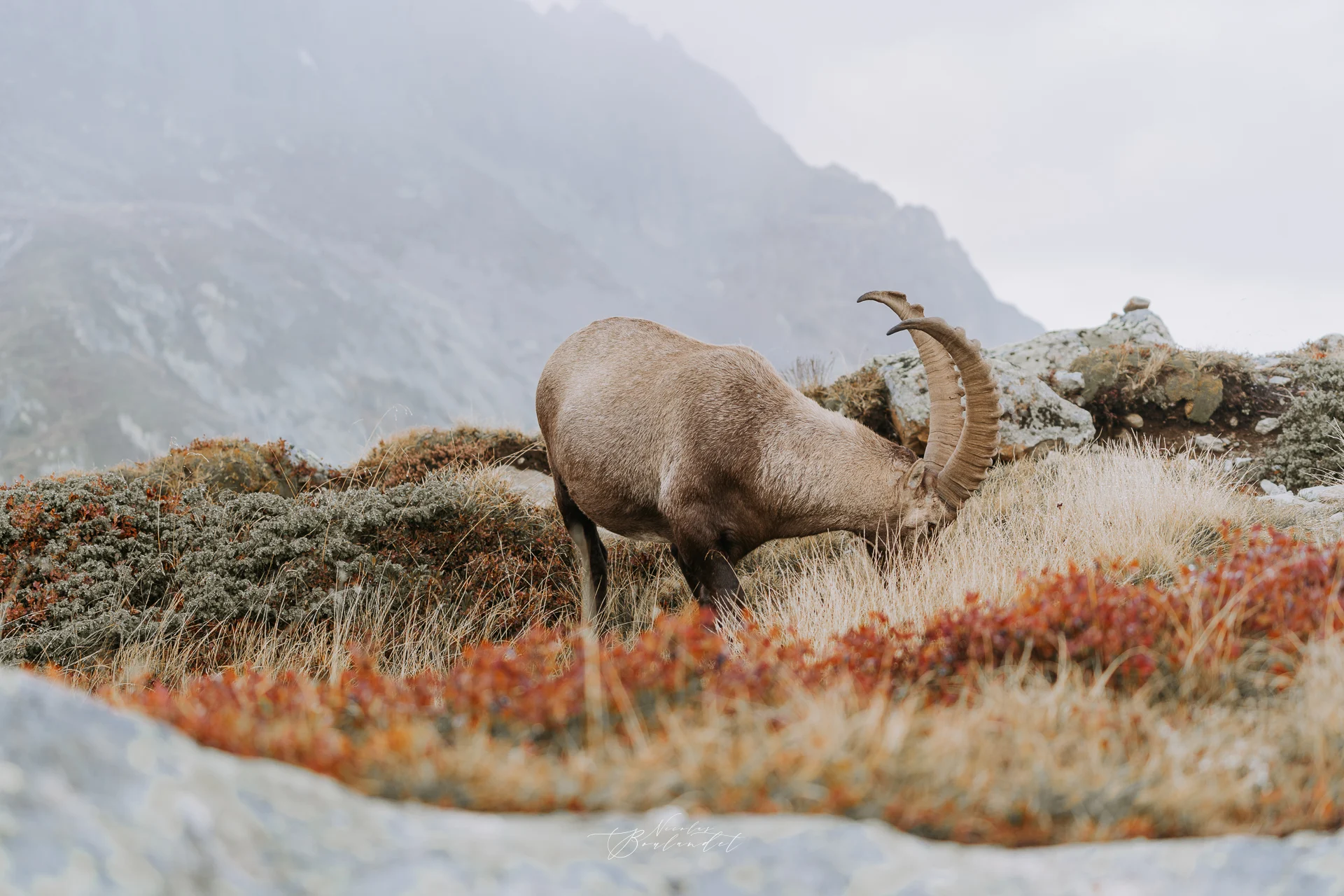 Photo Bouquetin qui mange