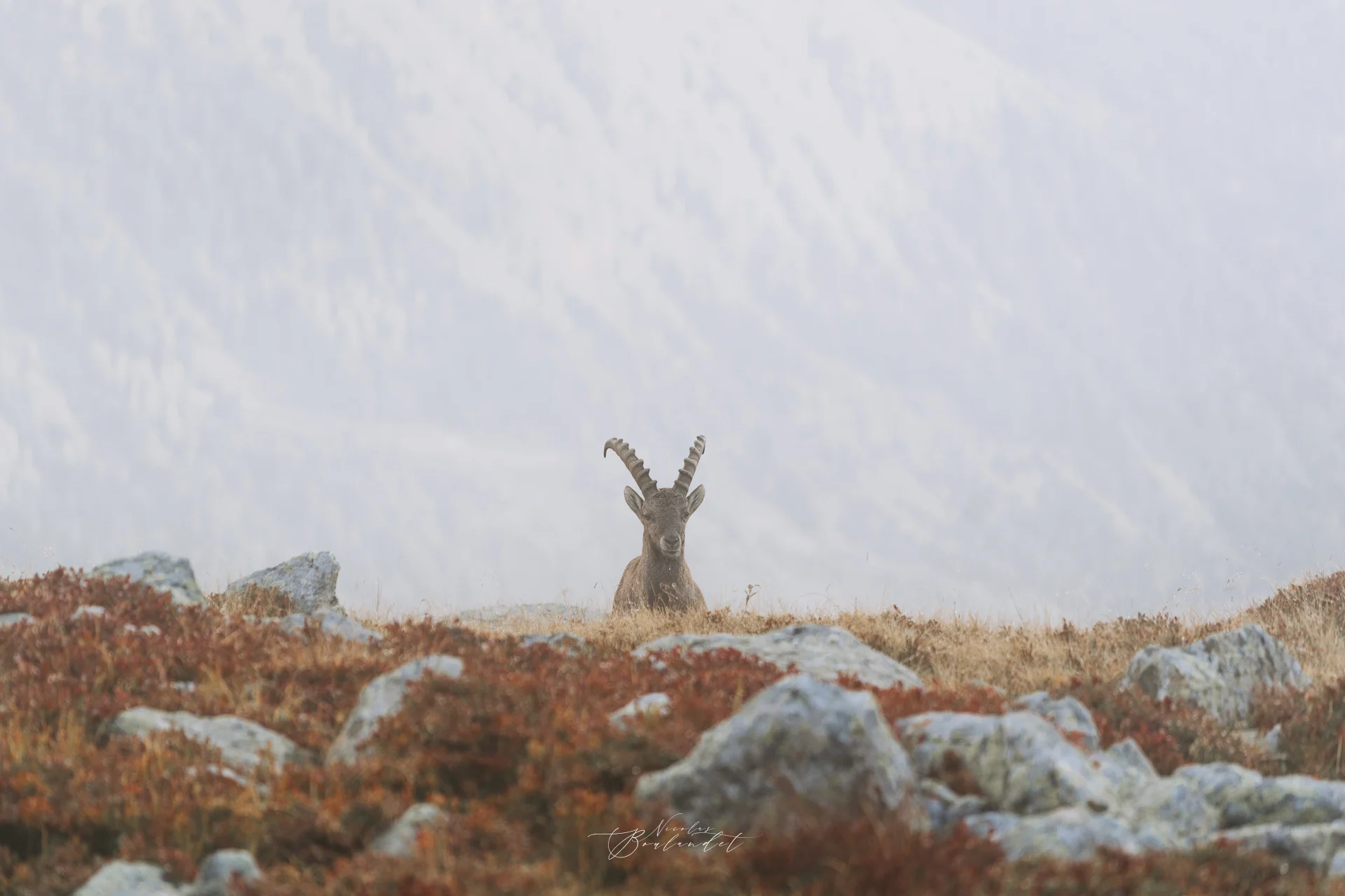 Photo Bouquetin dans les montagne