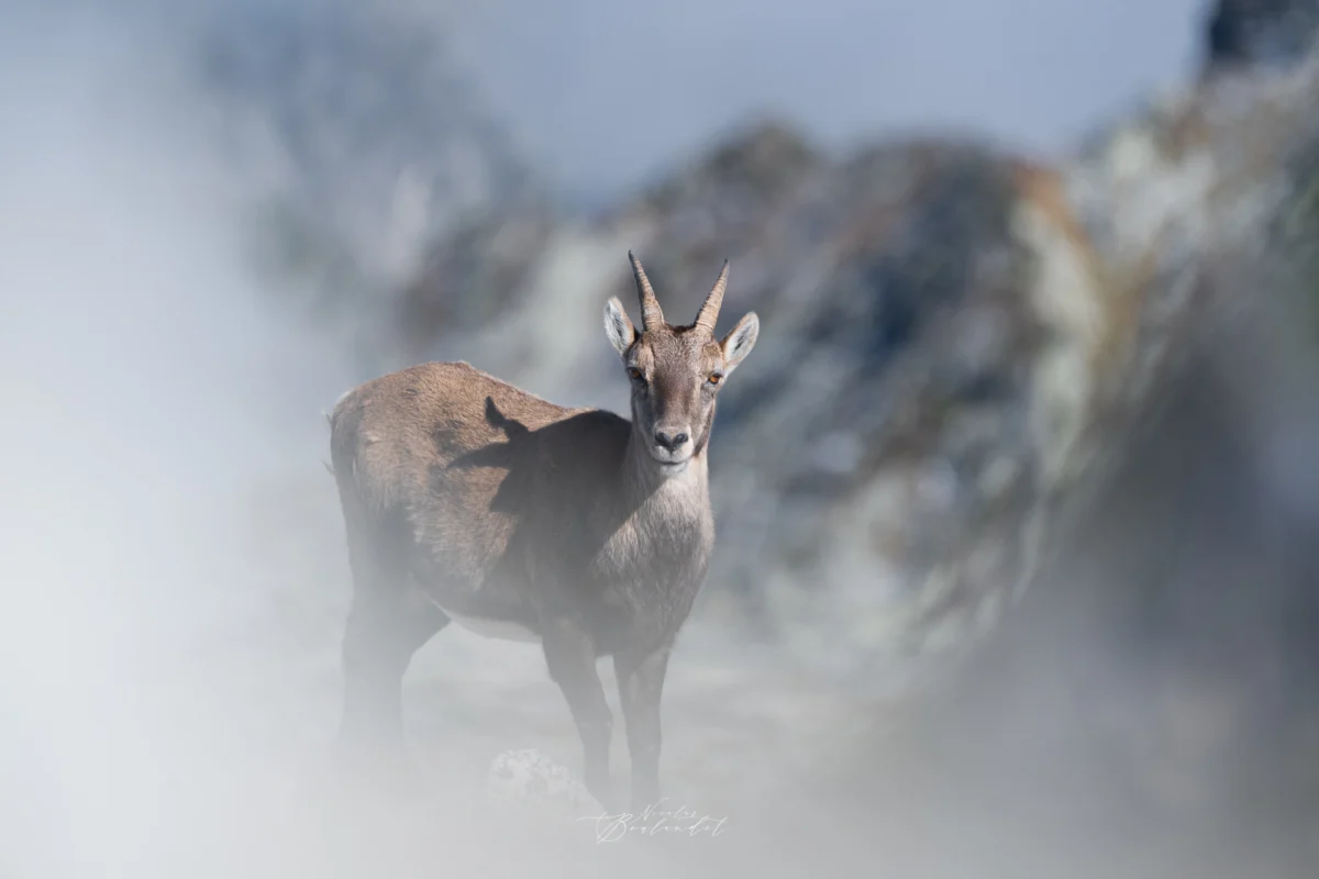 Bouquetin du massif de Belledonne